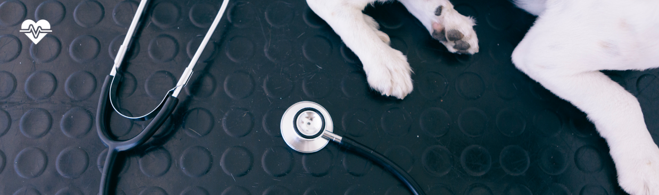 Veterinary expertise at the heart of VetaPet