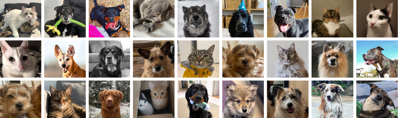 Meet the VetaPet team and their pets