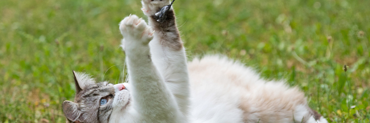 Liver diseases in dogs and cats