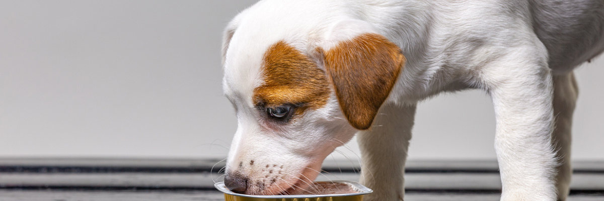 Allergies and Special Diets in Dogs