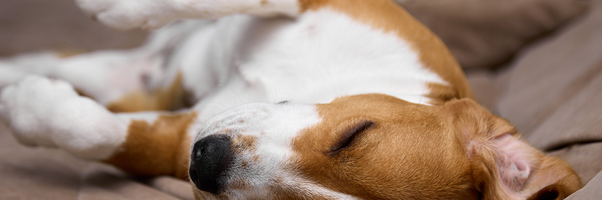 Your pet’s recovery after surgery – tips and advice