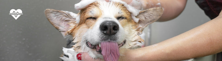 A Veterinarian’s guide to your dog’s skin and coat health