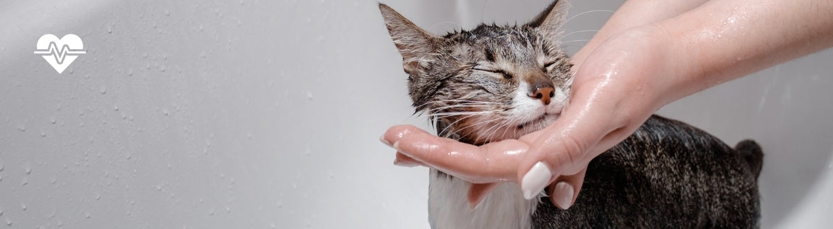 A Veterinarian’s guide to your cat’s skin and coat health