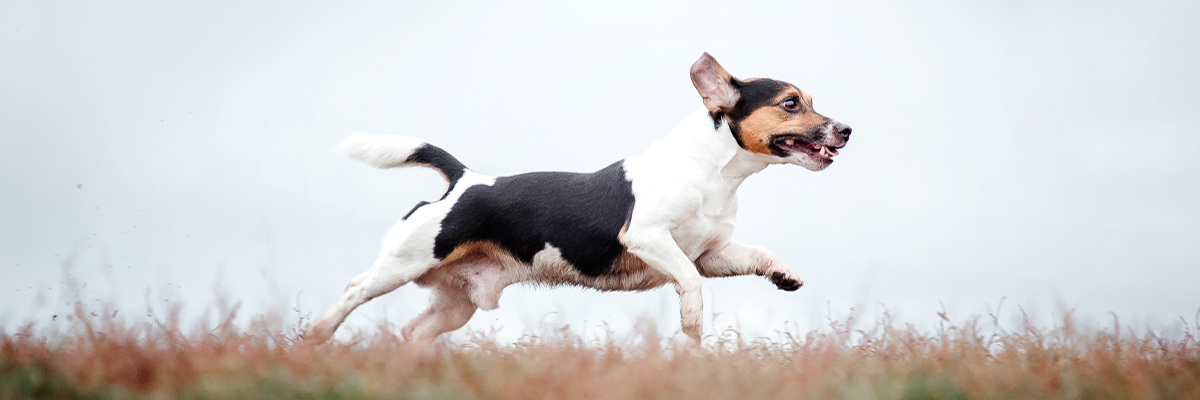 Treatment of hotspots in dogs