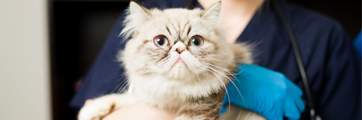 Idiopathic cystitis in cats