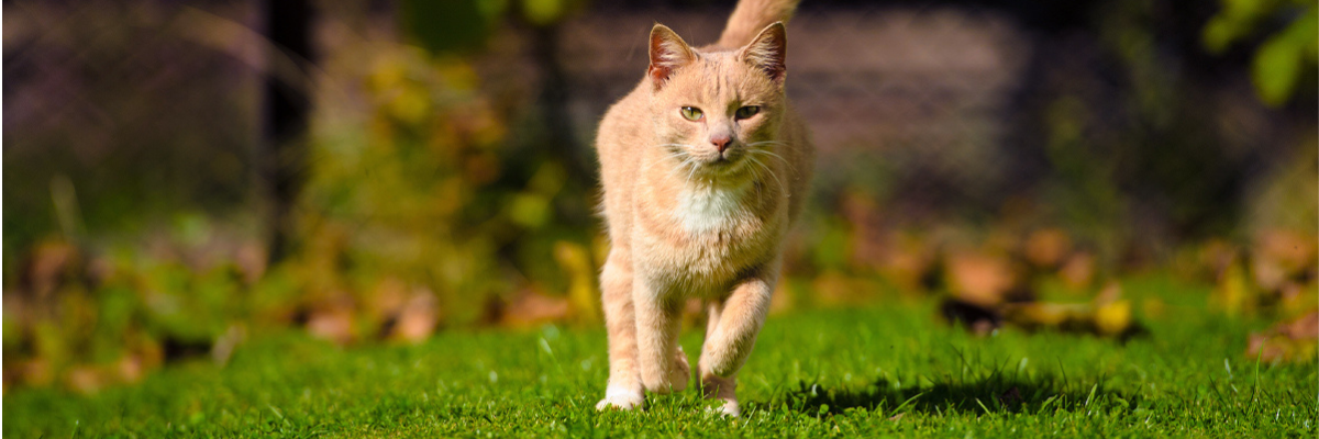 Hypokalemia (low potassium levels) in cats