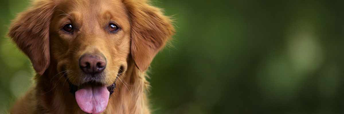 Diarrhea in dogs