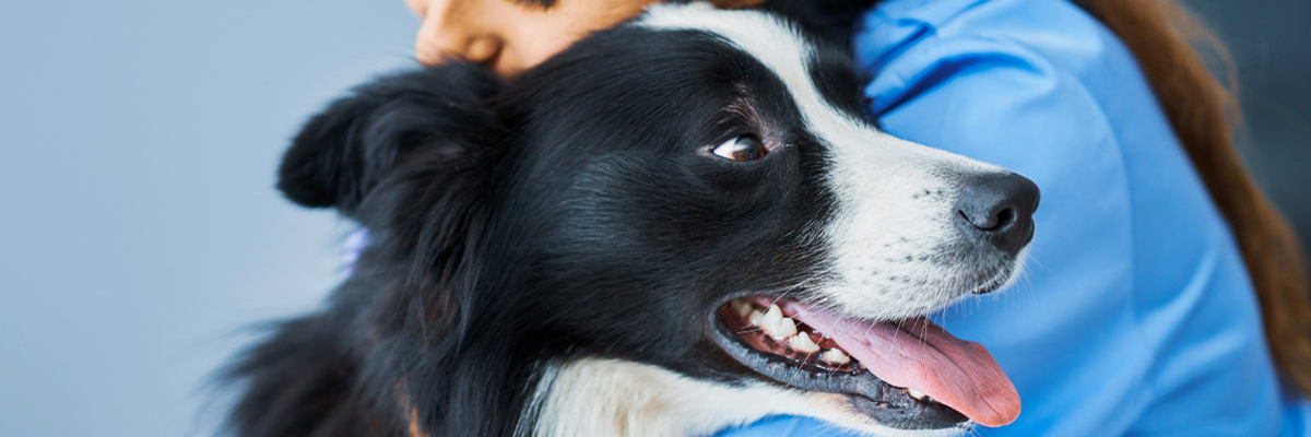Urinary tract diseases in dogs and cats