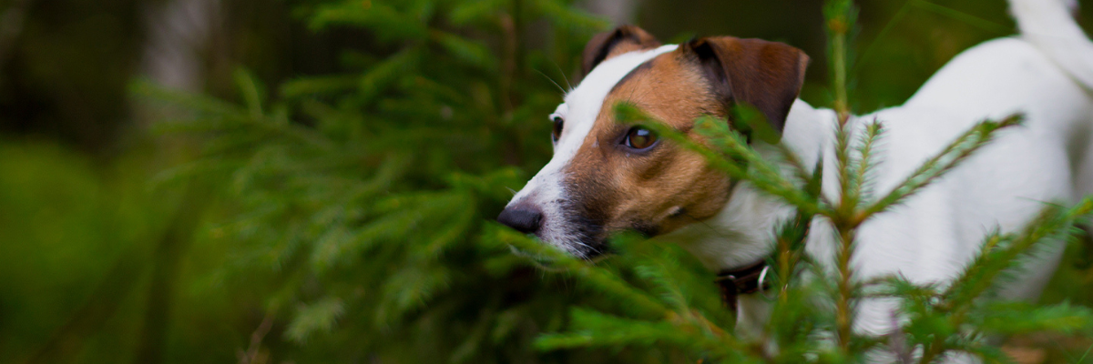 Tick prevention protects both you and your pet
