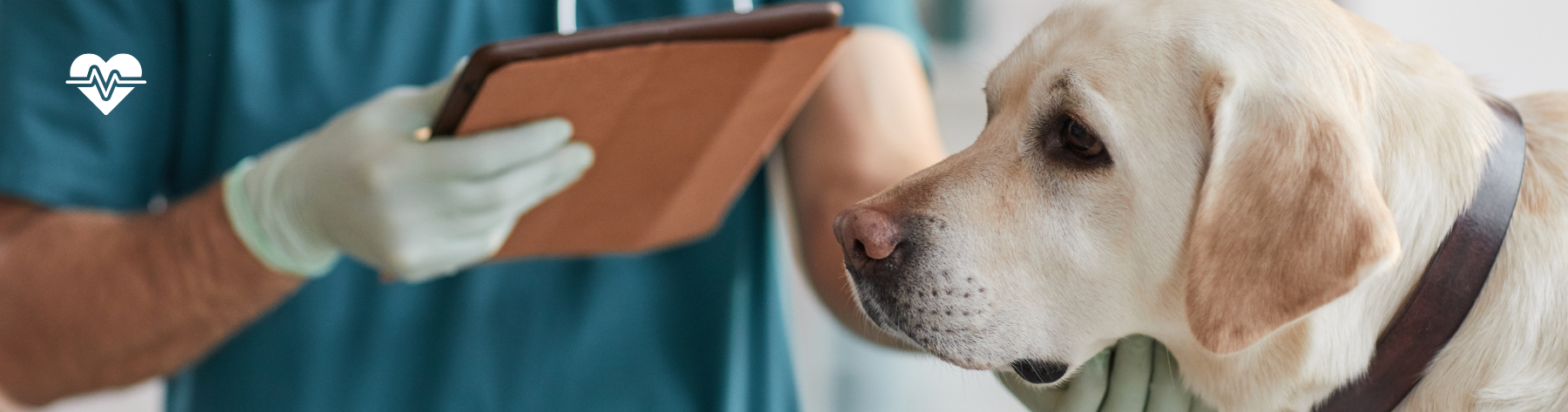 Heart Disease in Pets – Symptoms and Treatment