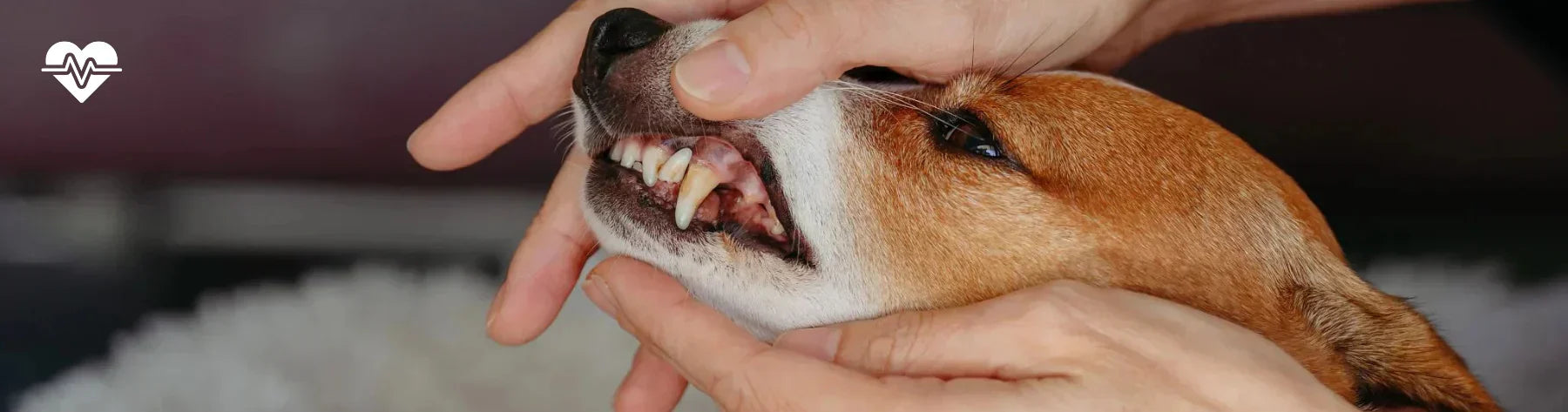 Bad breath in dogs: A sign of dental problems?