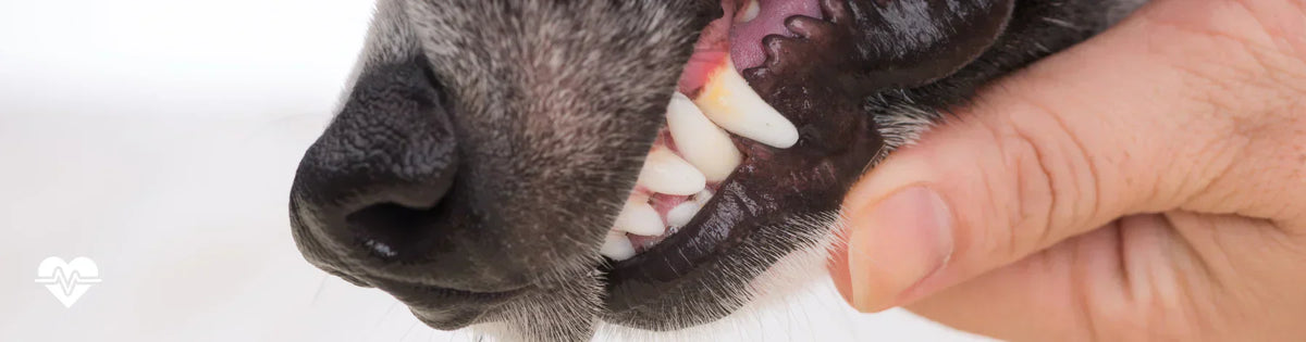 A veterinarian’s guide to maintaining your pet’s dental health