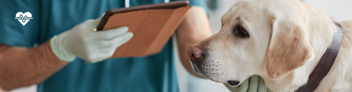Pet first aid kit essentials: what every pet owner should have at home