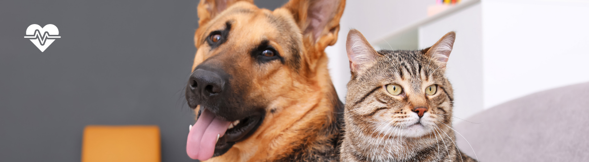 6 signs your dog or cat may benefit from a supplement