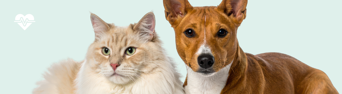 Your dog or cat's wellbeing is built on small everyday habits – how supplements can help