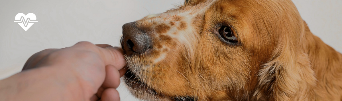 Home pharmacy for dogs and cats: what to keep at home when their stomach is upset