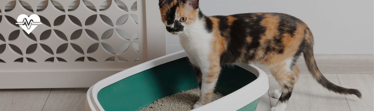 The litter box is your cat’s most important health indicator – here’s what to look for