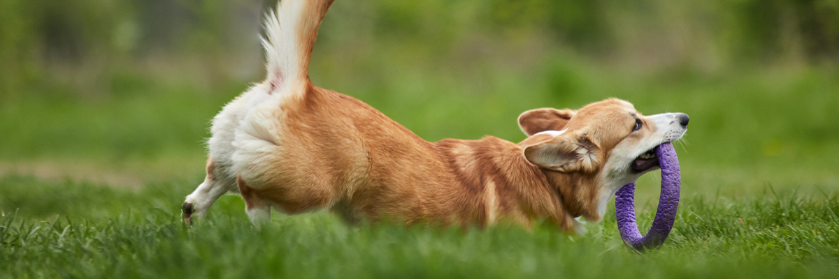 Urinary tract diseases in dogs