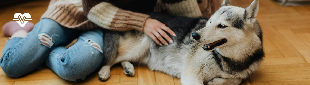 A Veterinarian answers: Pet allergies