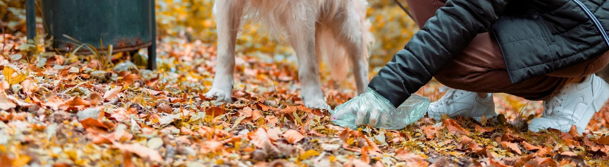 Diarrhea in dogs