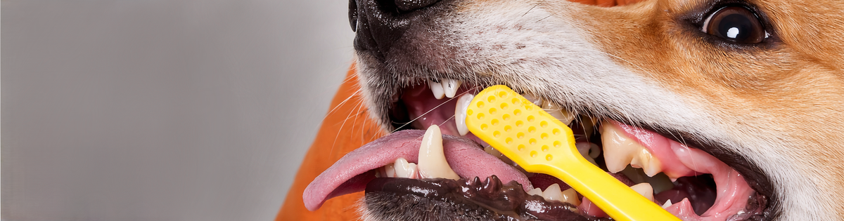 A comprehensive comparison of dental care products