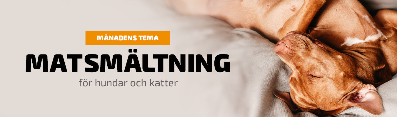 Theme: Digestion for Cats and Dogs