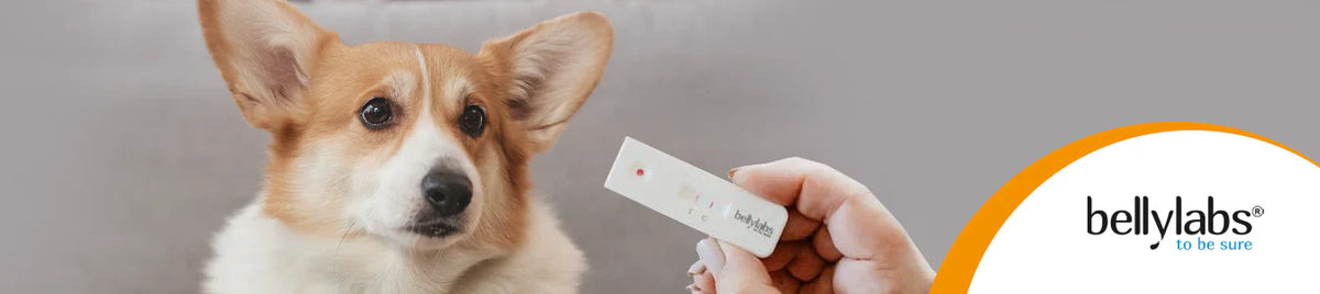 Bellylabs