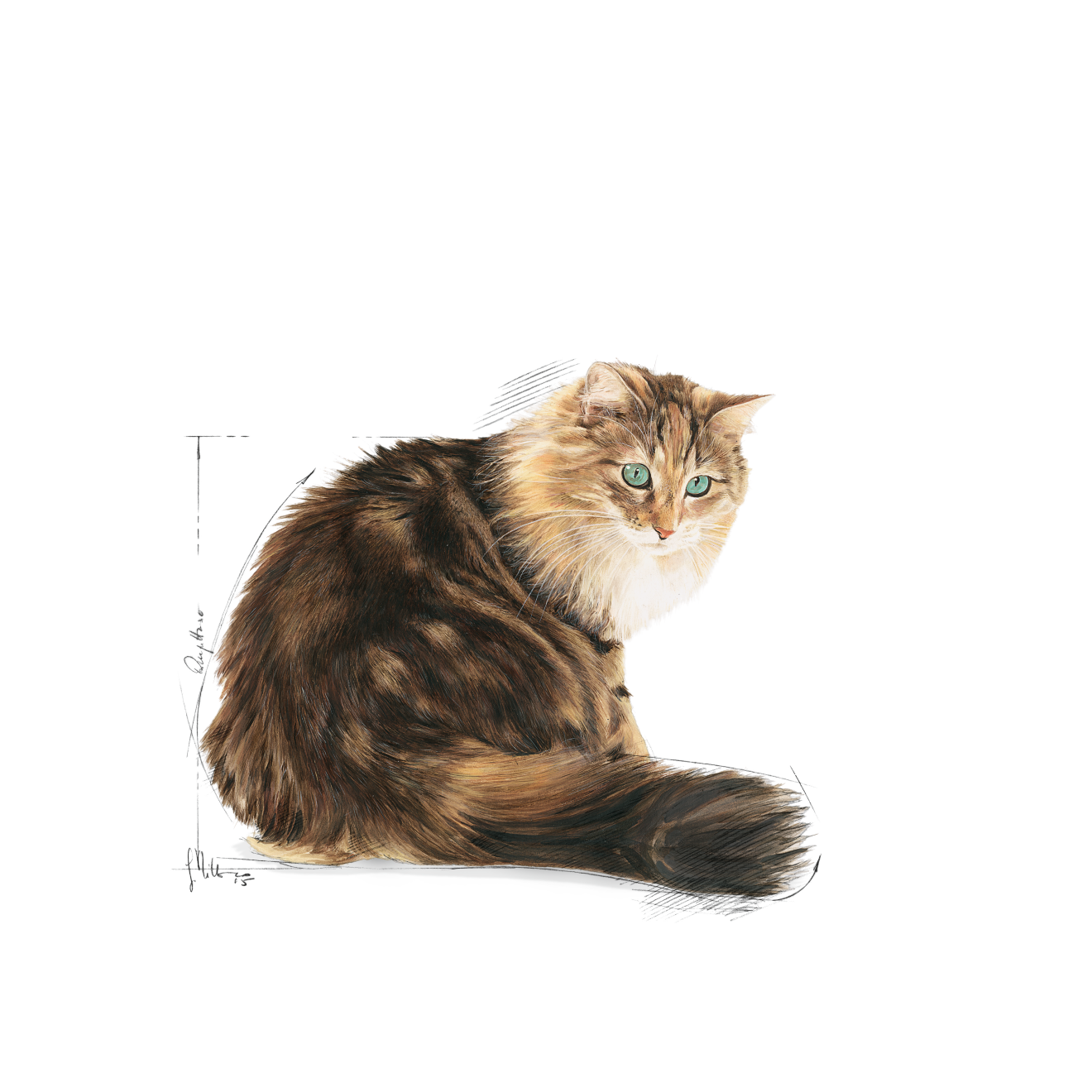 Royal Canin Ageing 12+ Kattmat 400 g