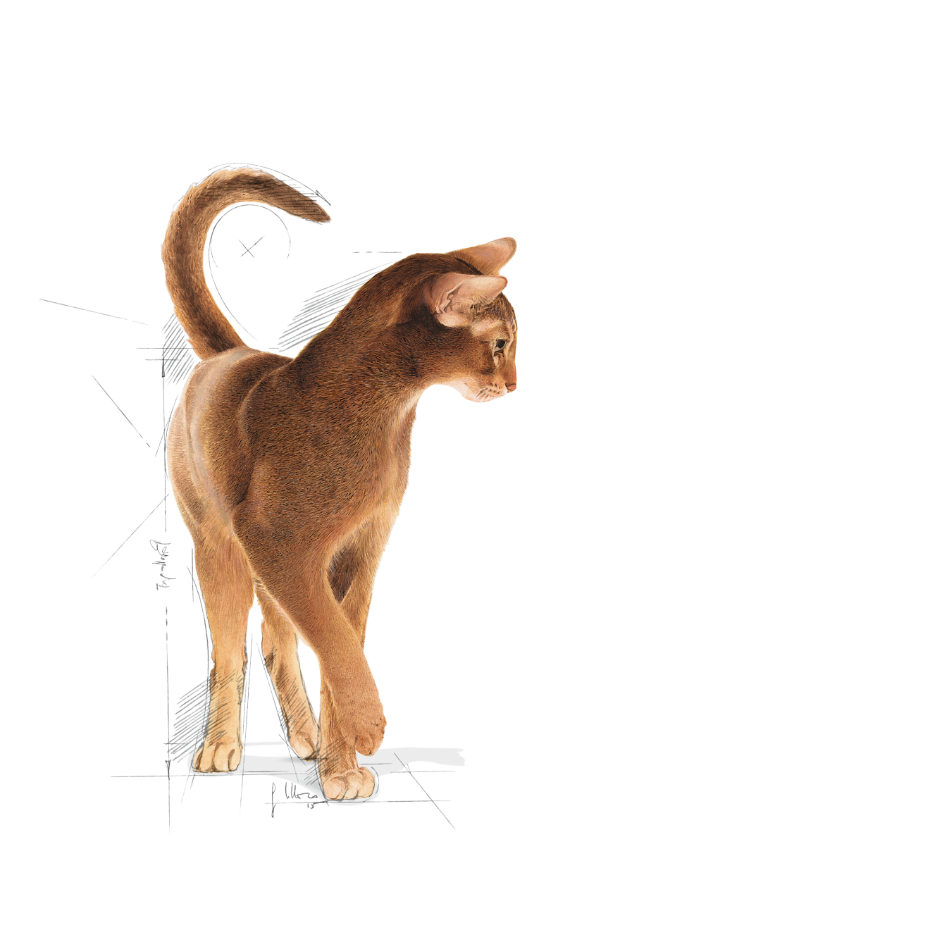 Royal Canin Aroma Exigent Cat 400 g för katter