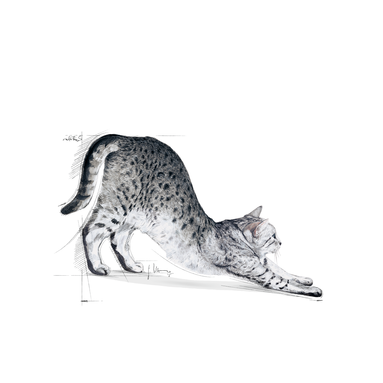 Royal Canin Indoor Adult torrfoder för katt 4 kg