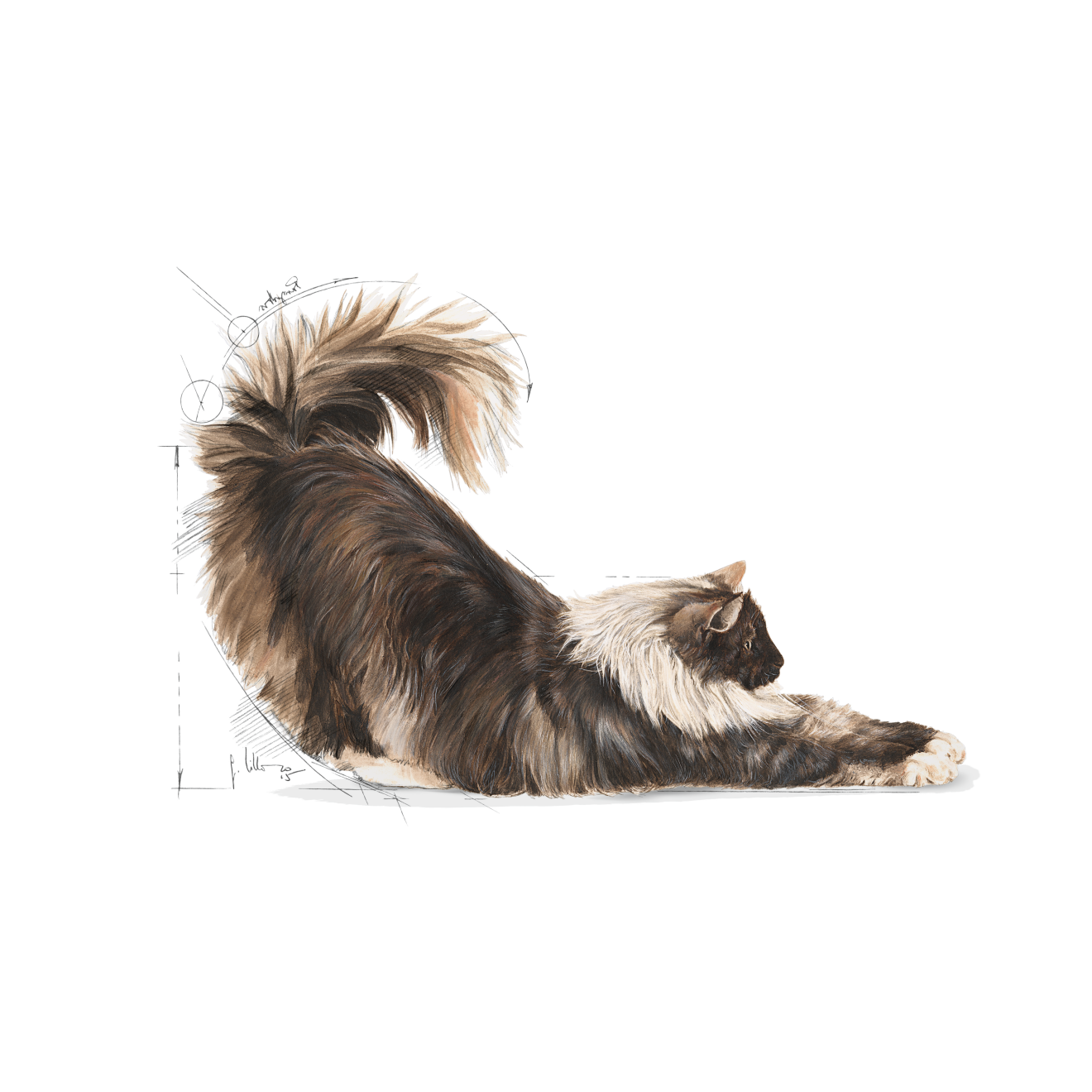 Royal Canin Indoor Long Hair torrfoder 400 g för katter