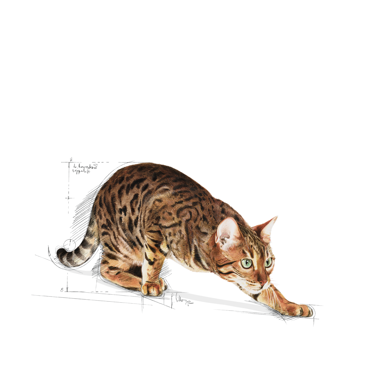 Royal Canin Outdoor Torrfoder för Katt 10 kg