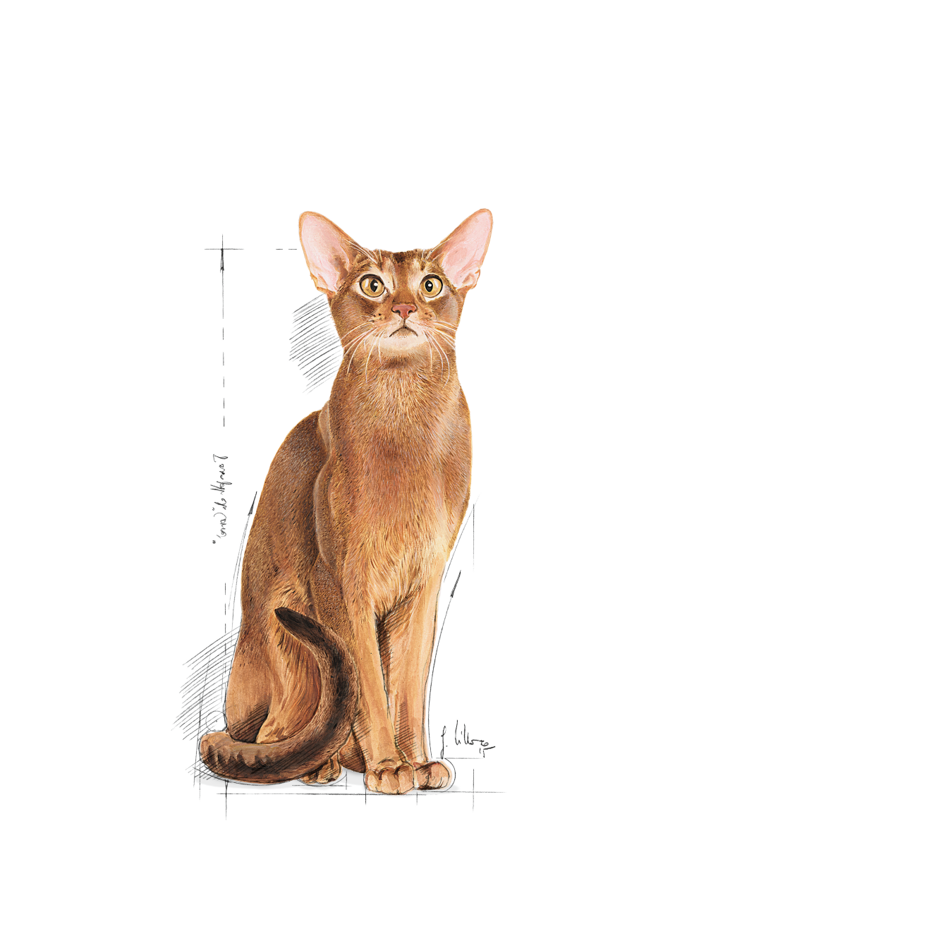 Royal Canin Protein Exigent Torrfoder för Katt 2 kg
