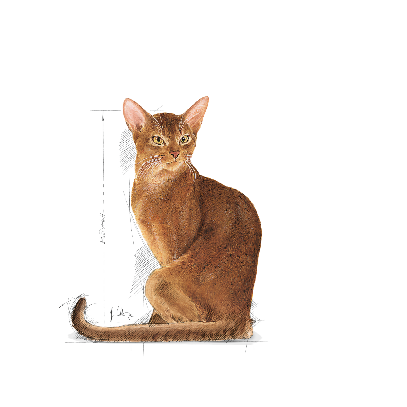 Royal Canin Savour Exigent katt 400 g
