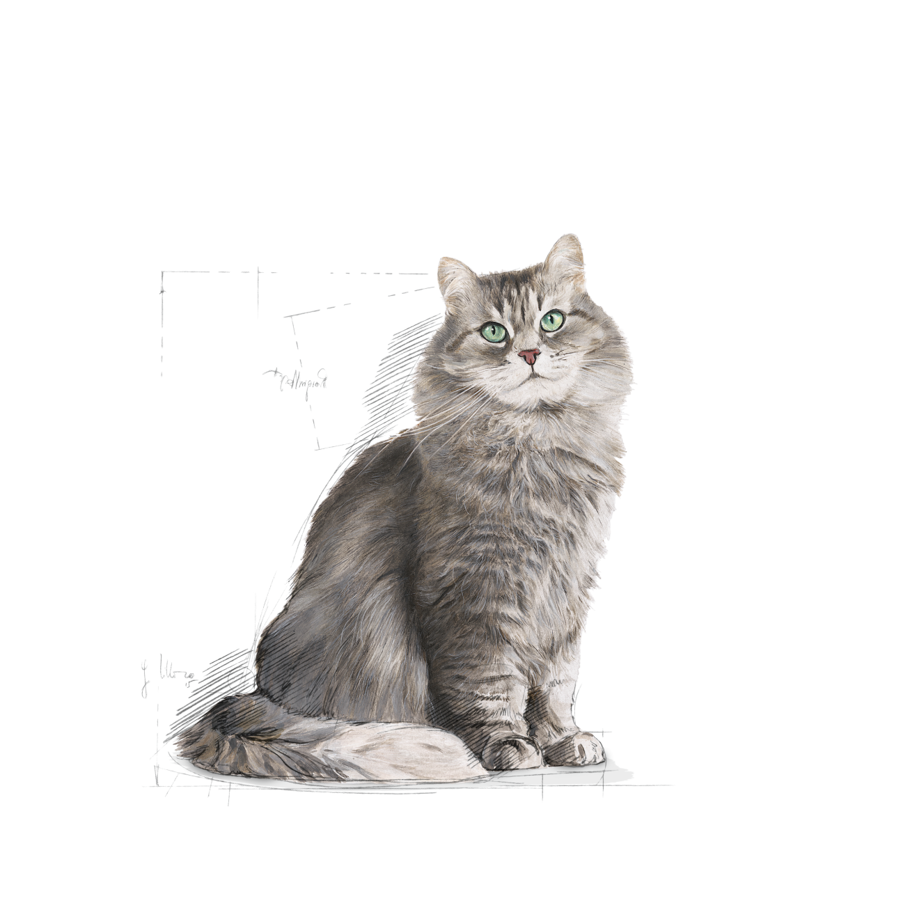 Royal Canin Sensible katt 400 g