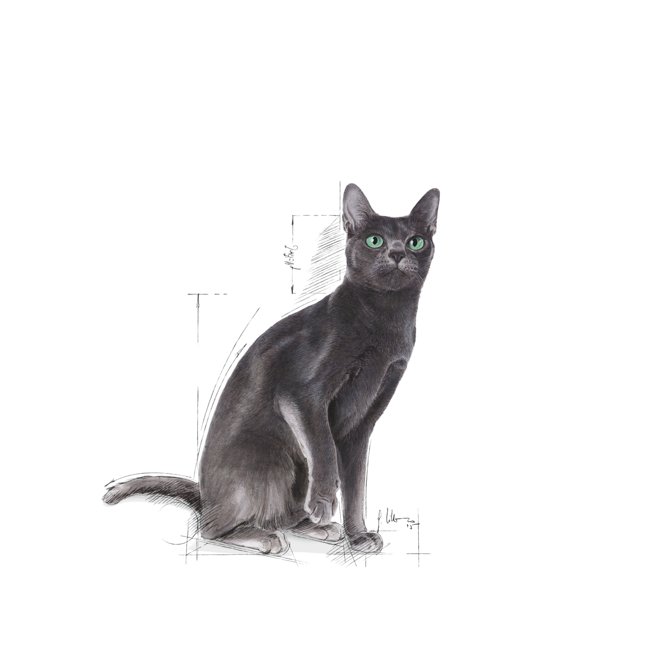 Royal Canin Sterilised 10 kg för katter