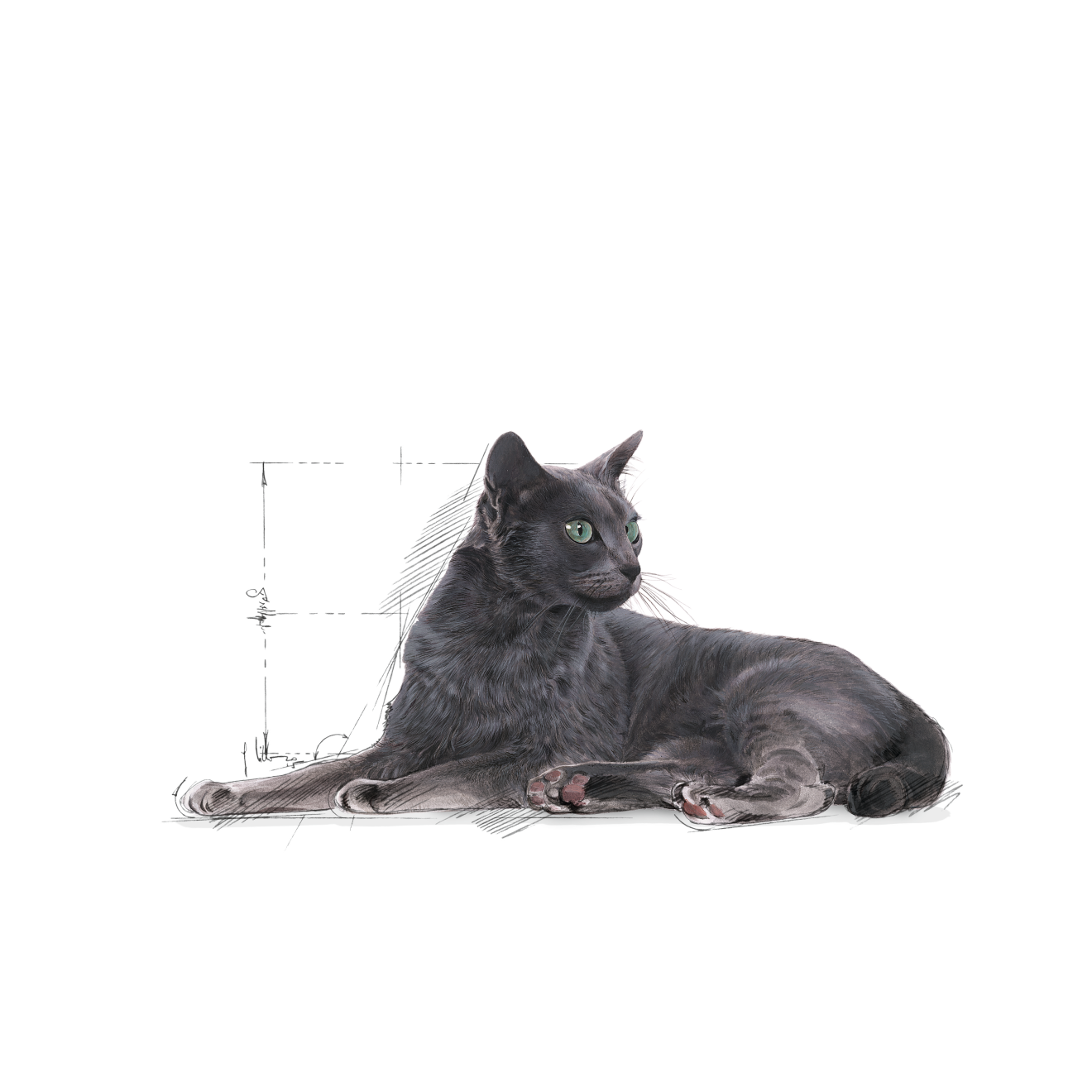 Royal Canin Sterilised 7+ Ageing torrfoder för katt 1,5 kg