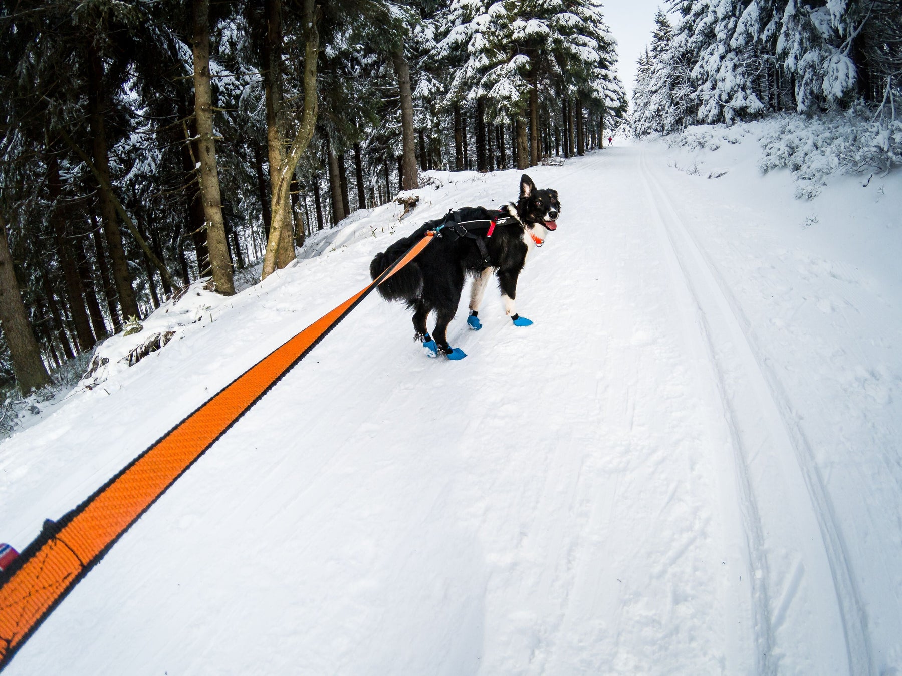 Non-stop Bungee leash svart/orange 2,0 m / 23 mm för hundar