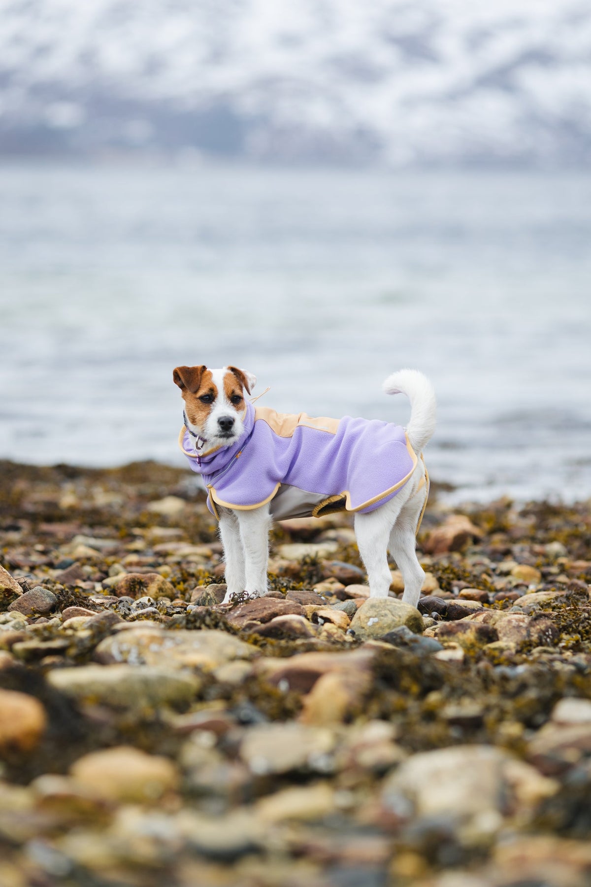 Woolly Wolf Alpha 360 Dog Fleece Pullover
