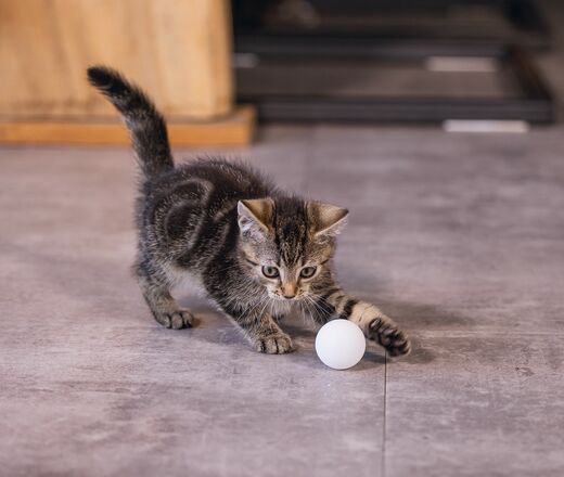 Beeztees Cat Ping Pong Balls – 4 Pack