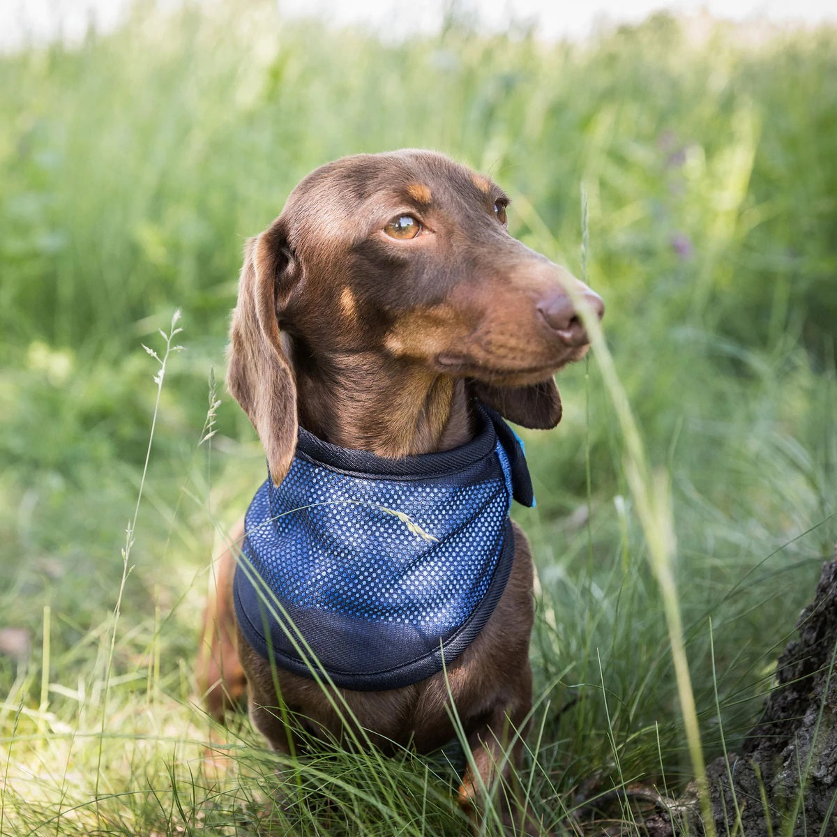 Cool On Track Cooling Scarf för hundar M