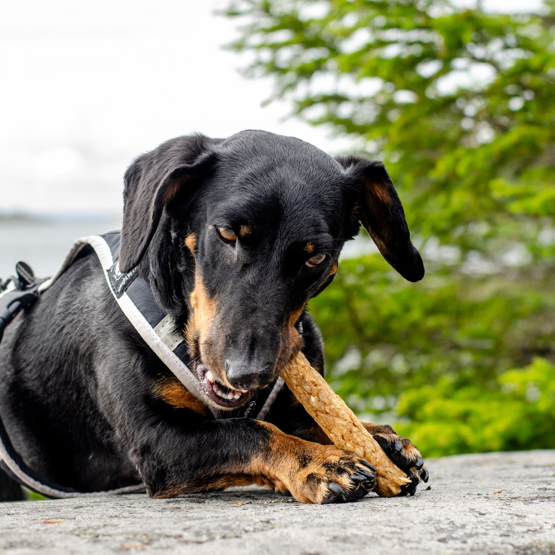 Alvar Pet Tuggben Ren 5-pack