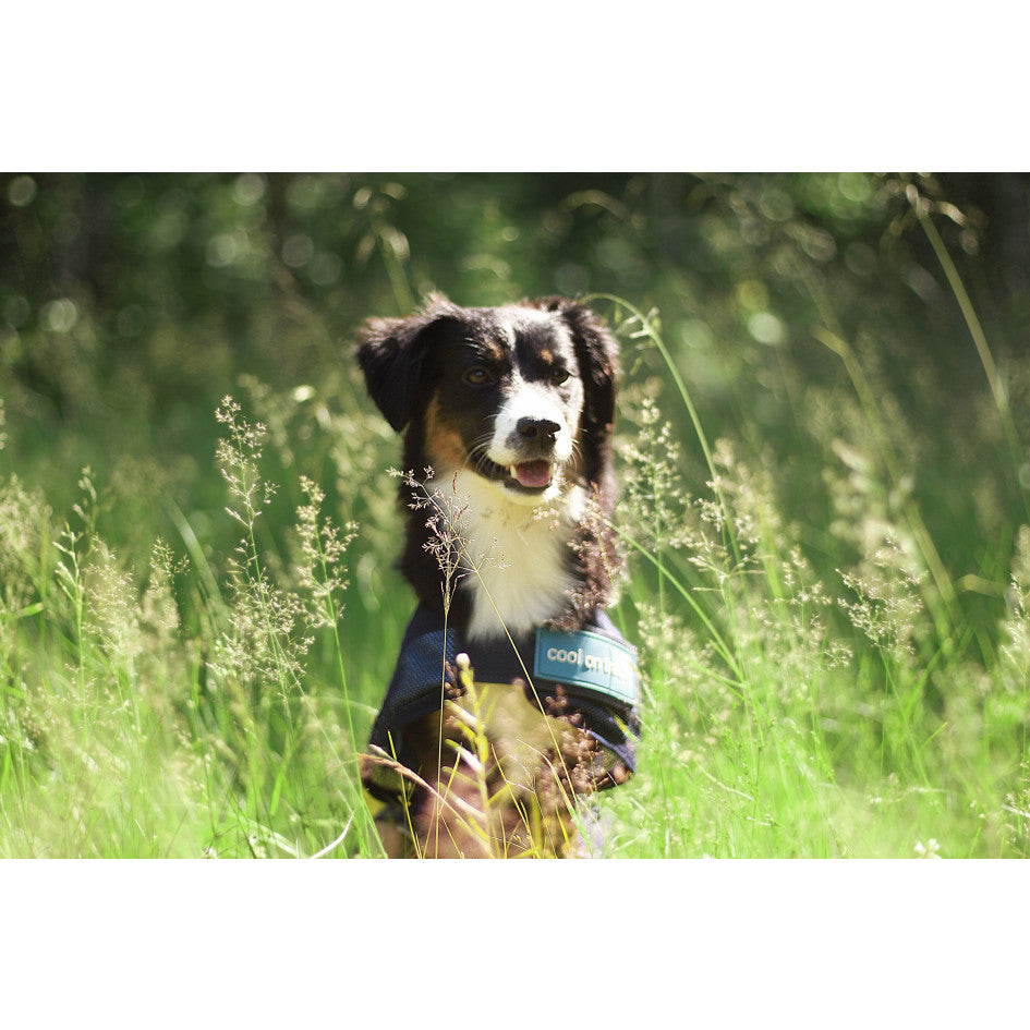 Cool on Track Cooling dog jacket 60 cm