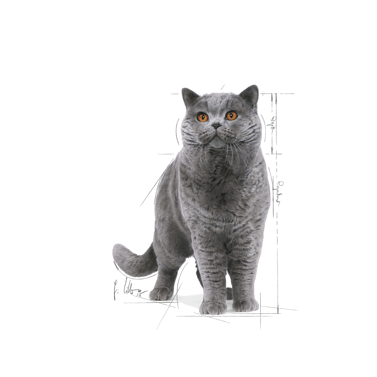Royal Canin British Shorthair Adult våtfoder i sås 12 x 85 g för katter