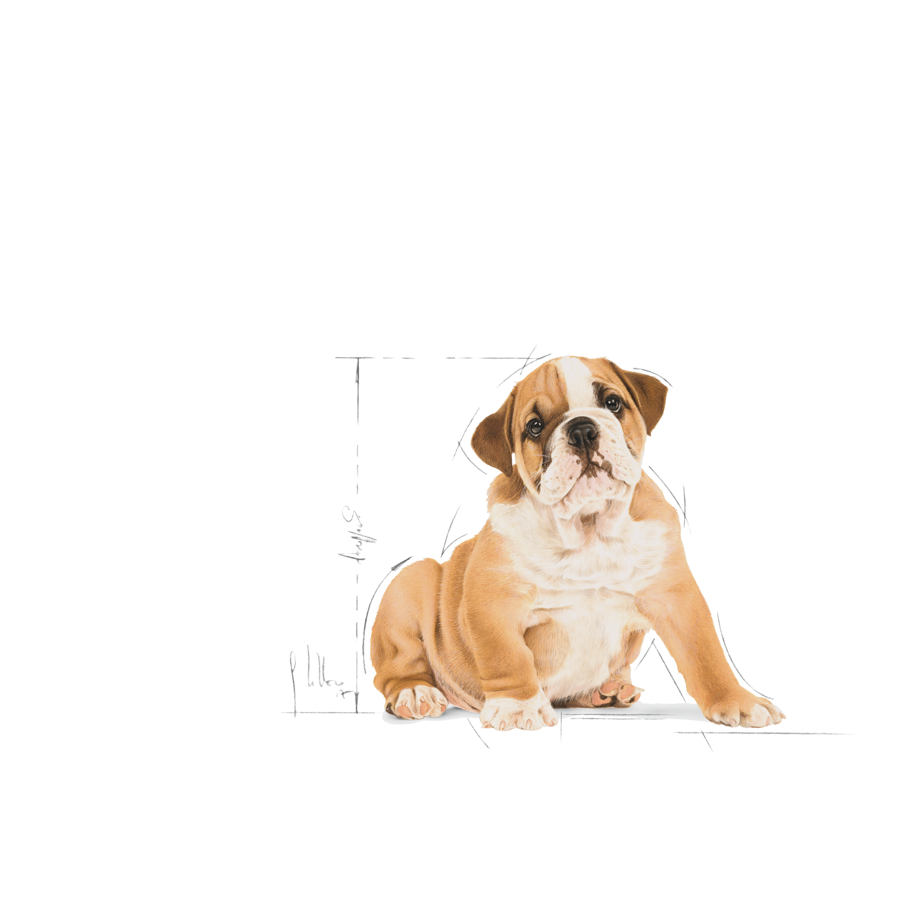 Royal Canin Bulldog Puppy 12 kg