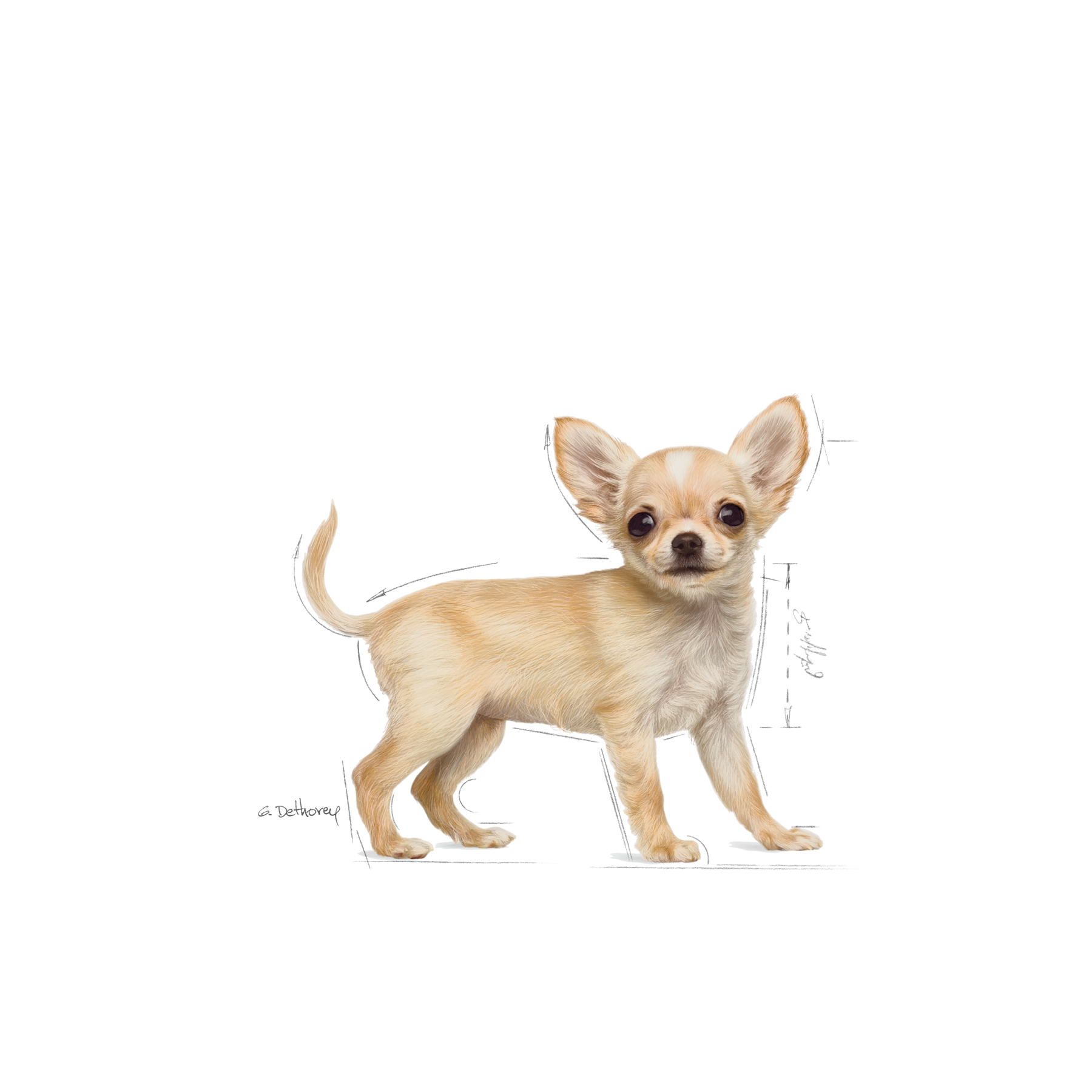 Royal Canin Chihuahua Puppy Valpfoder 1,5 kg