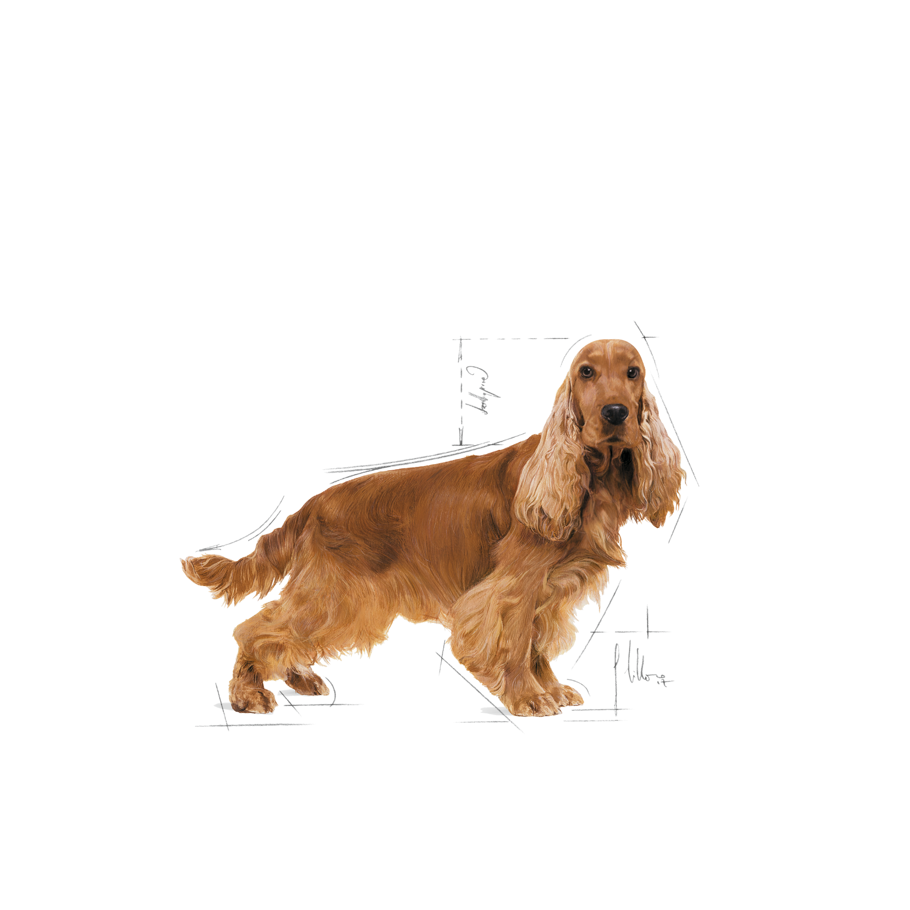 Royal Canin Cocker Adult torrfoder för hundar 12 kg