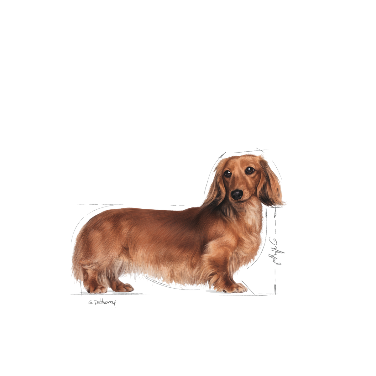 Royal Canin Dachshund Adult torrfoder 1,5 kg