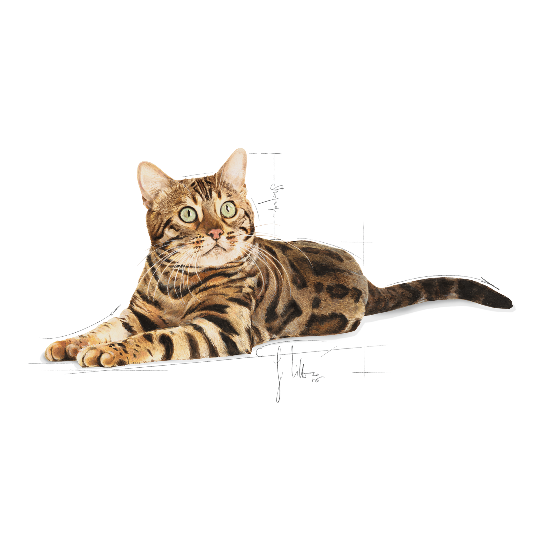Royal Canin Bengal Adult Cat 2 kg för katter