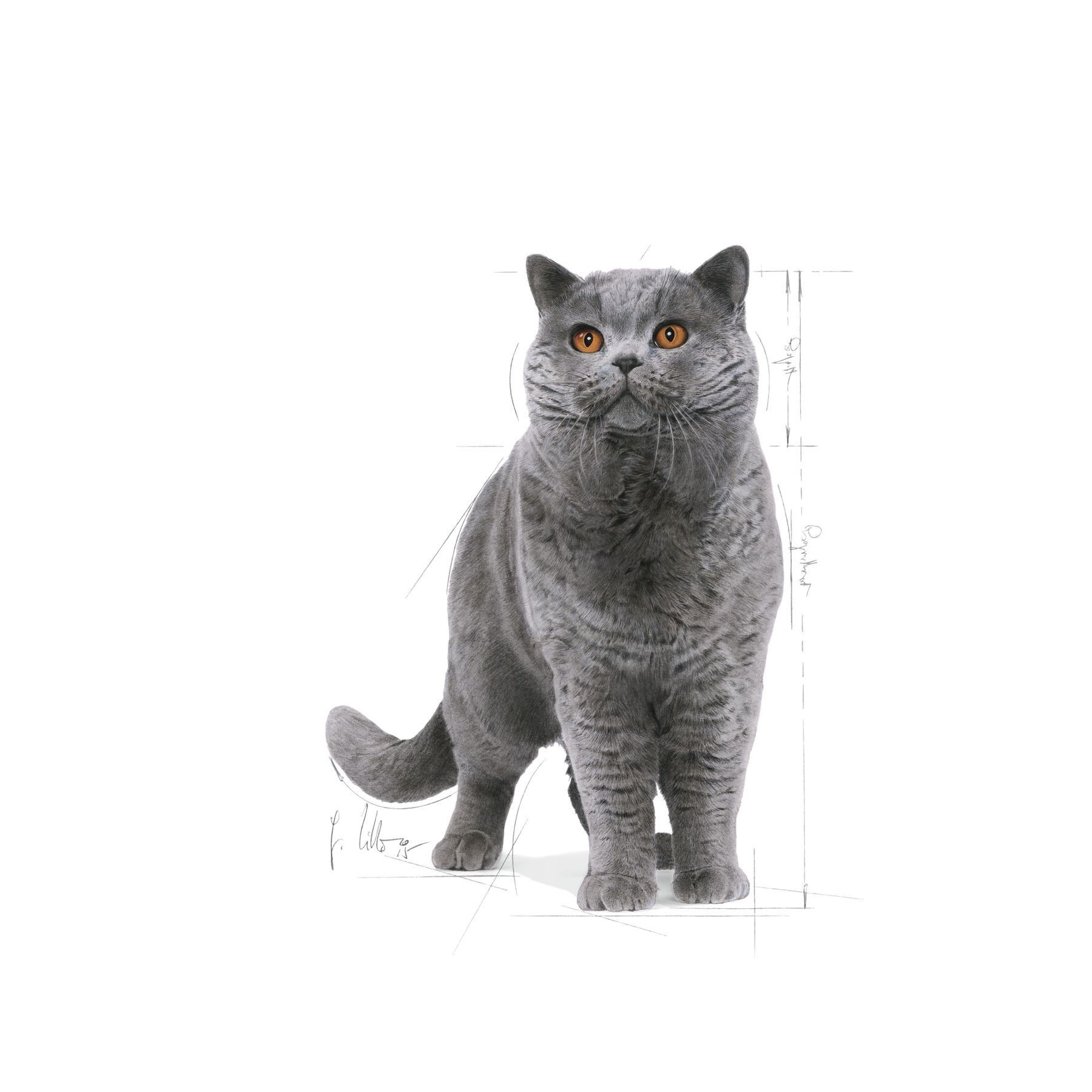 Royal Canin British Shorthair Adult torrfoder för katt 10 kg